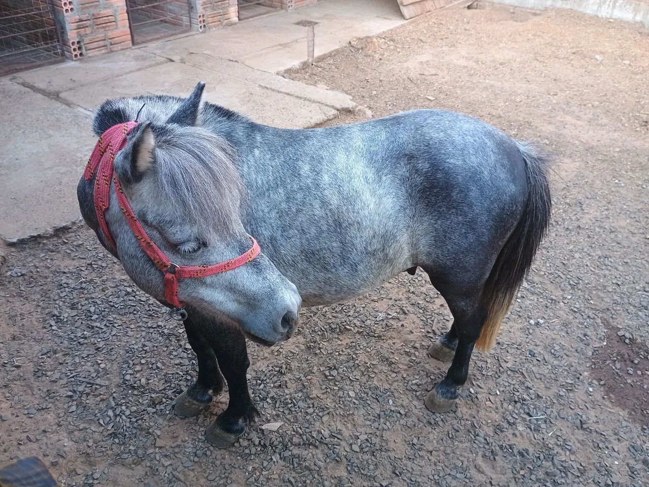 Mini Pônei bem manso 