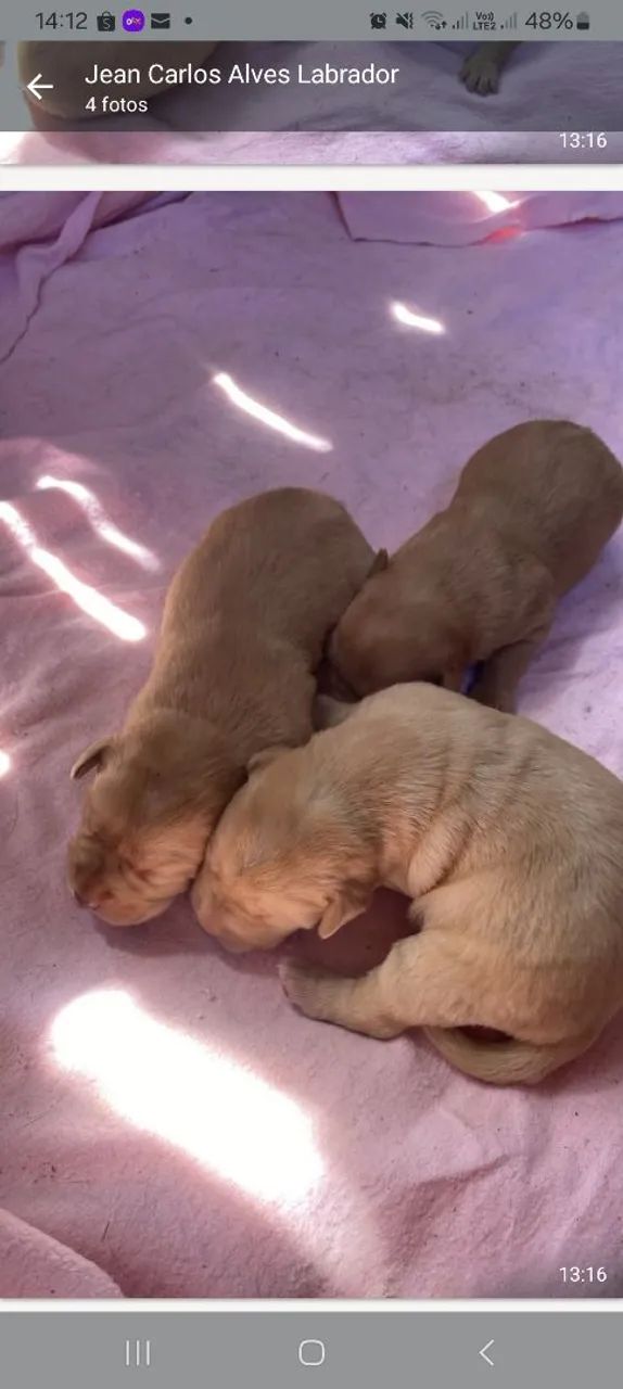 Filhotes de Labrador Puro