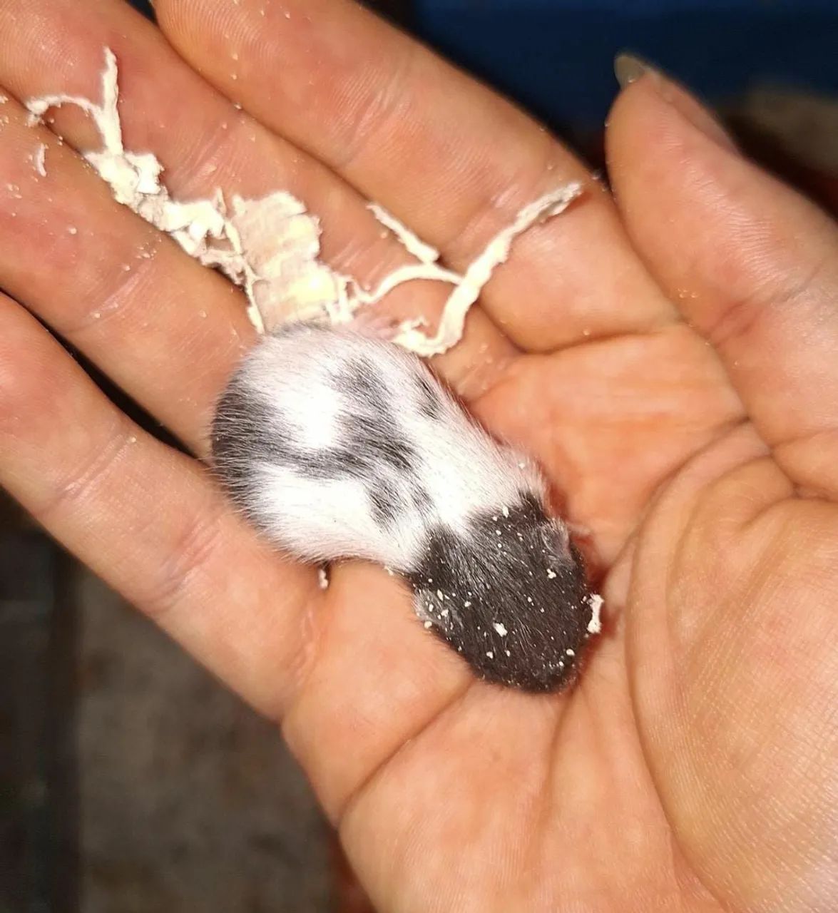 Hamster filhote