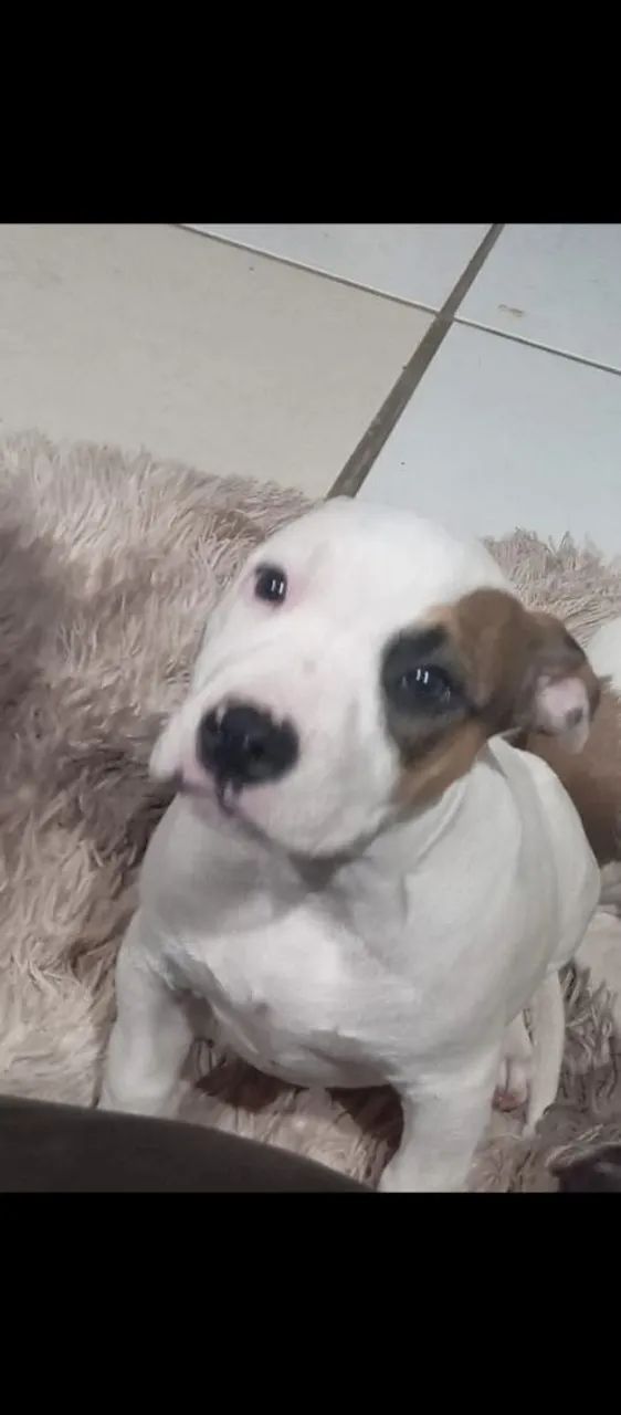 Filhote de PitBull  - Foto 2