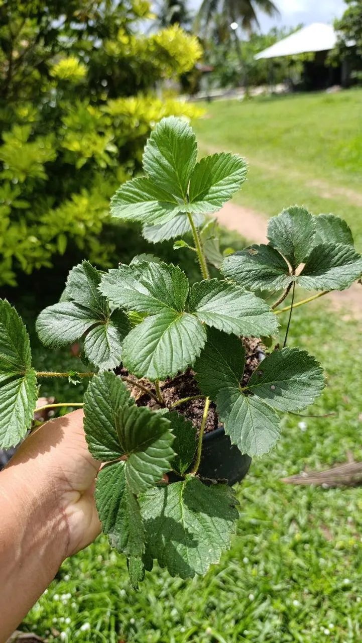 Mudas de amora - Foto 4