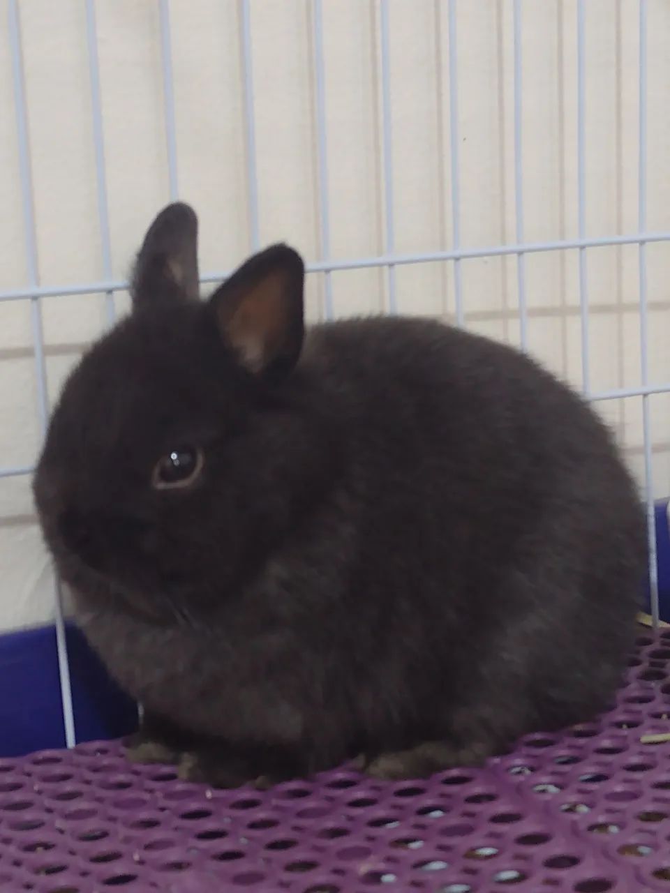 Dwarf Rabbit..430187406742016003