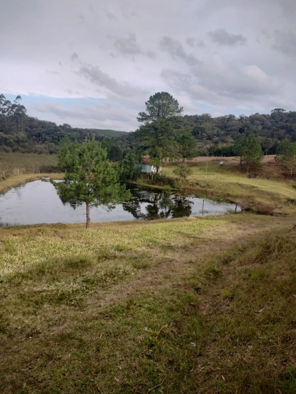 Área com 10 alqueires ... Galinha morta !  - Foto 3