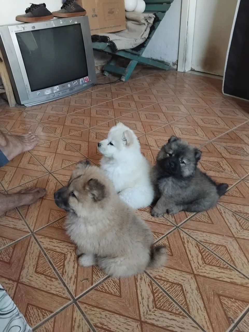 Chowchow - Foto 2
