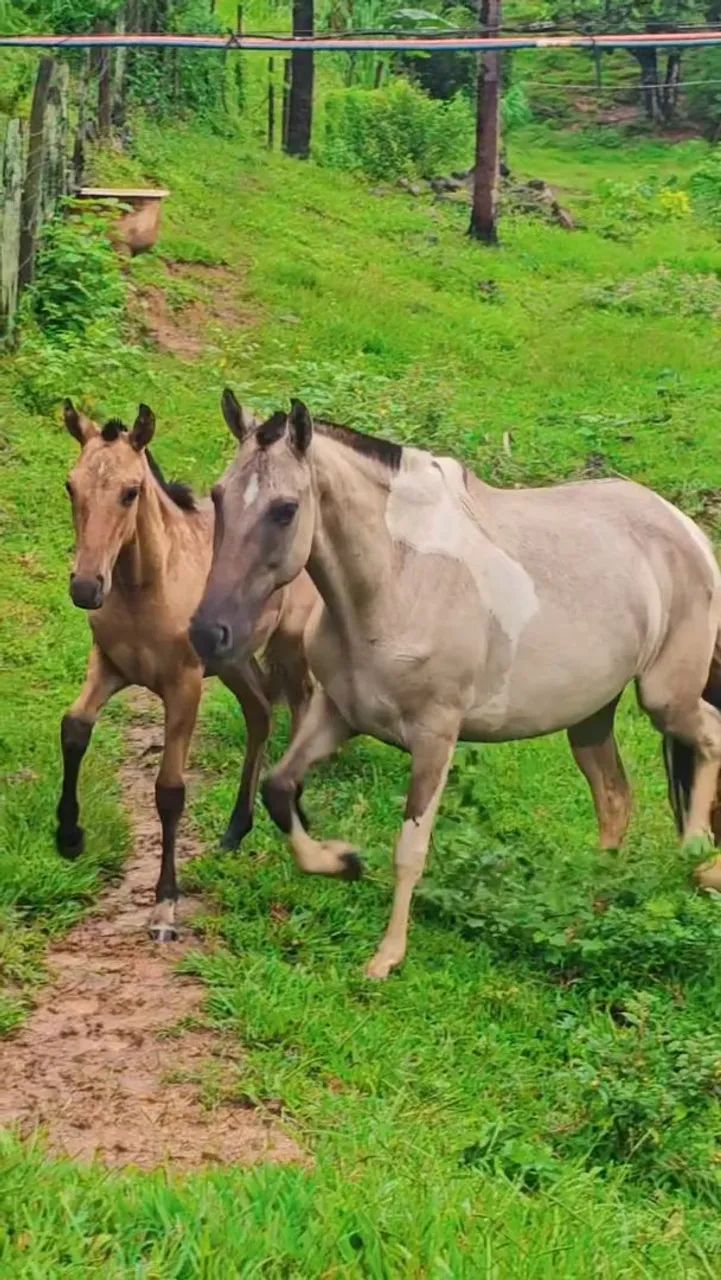 Égua baia pampa - Registrada no MM - Foto 3