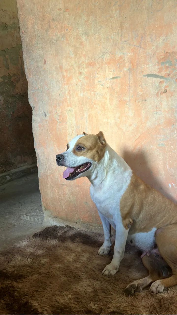 Pit bull