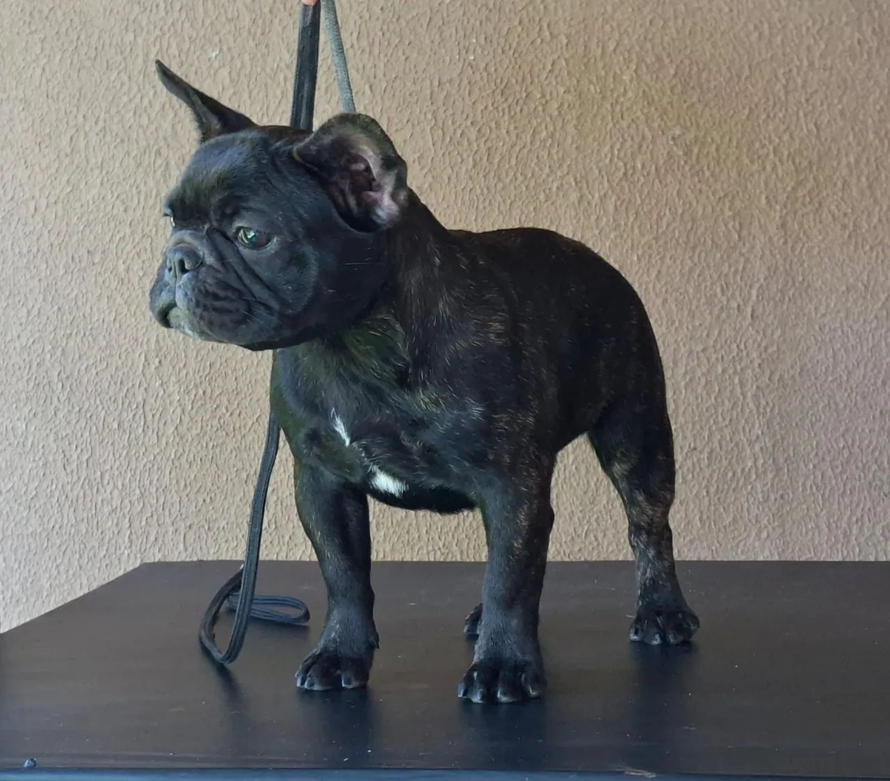Venda de Buldogue Francês 