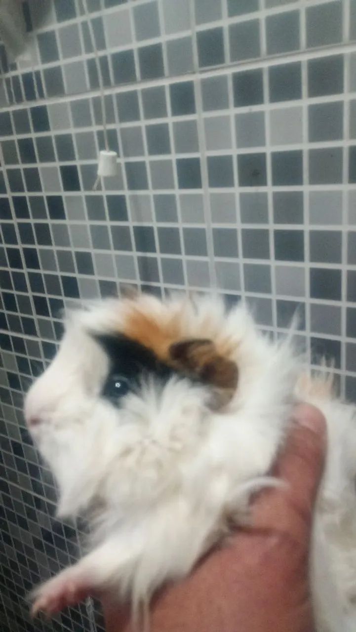 Porco da índia macho 