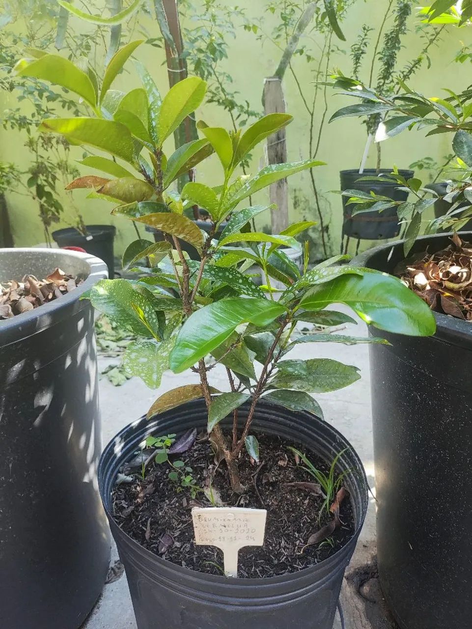 Muda frutífera de grumixama 