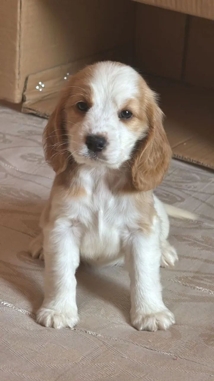 Cocker spaniel inglês  - Foto 4