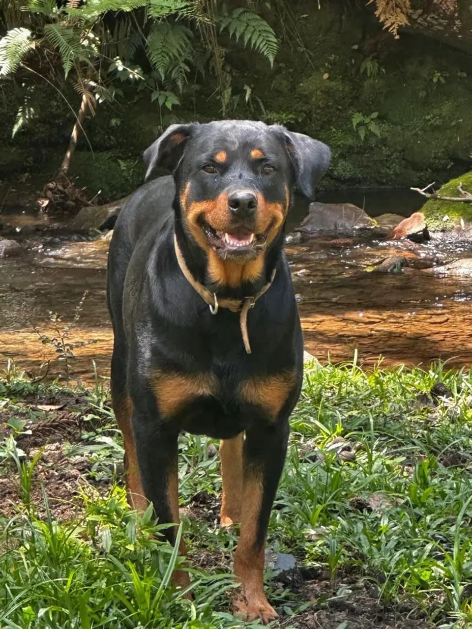 Doa-se uma linda rottweiler  - Foto 3