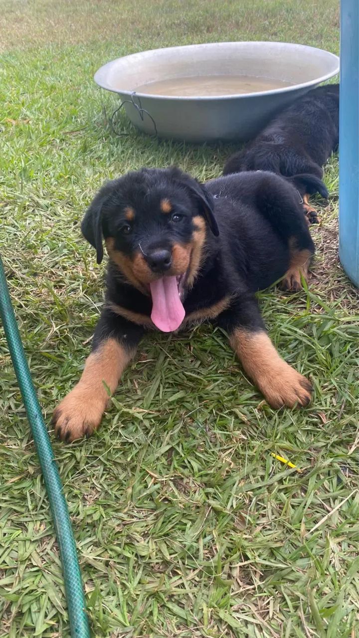 Filhote de Rottweiler  - Foto 2