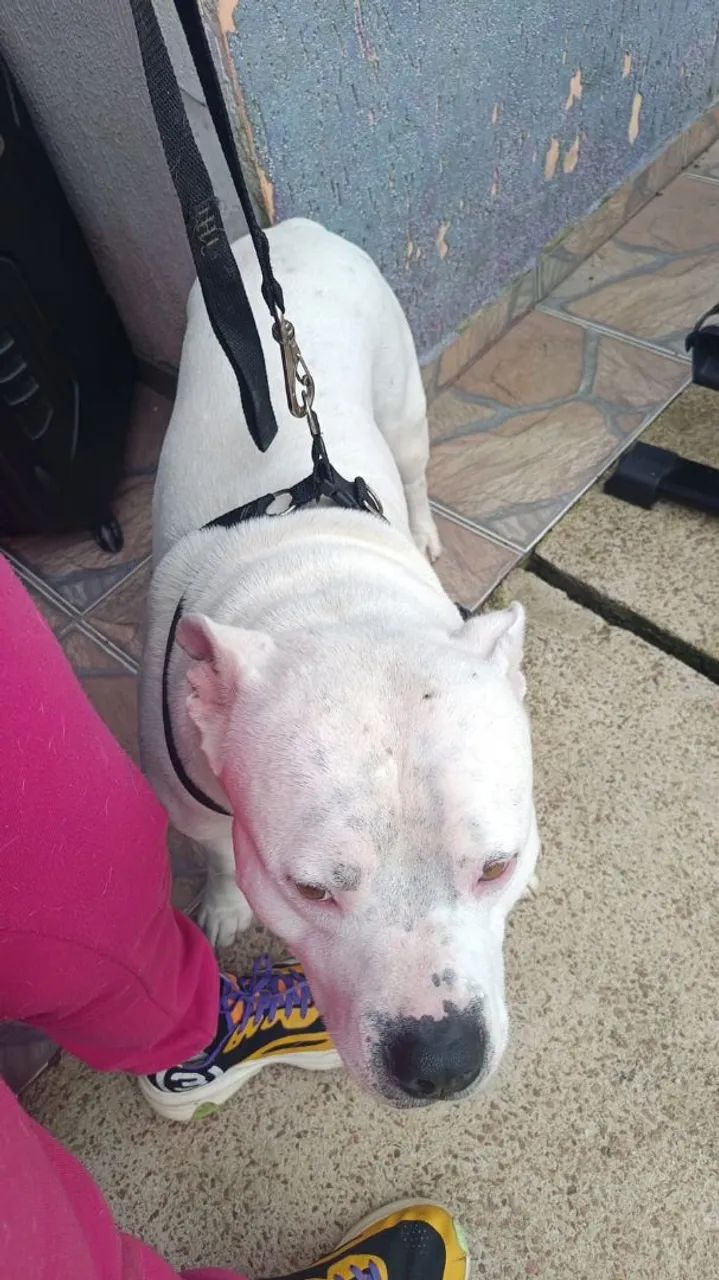 Fêmeas Pitbull  - Foto 3