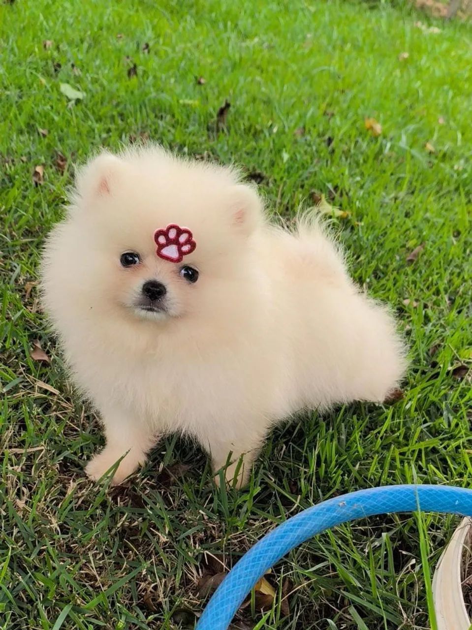 Filhotes de Spitz alemão  - Foto 5