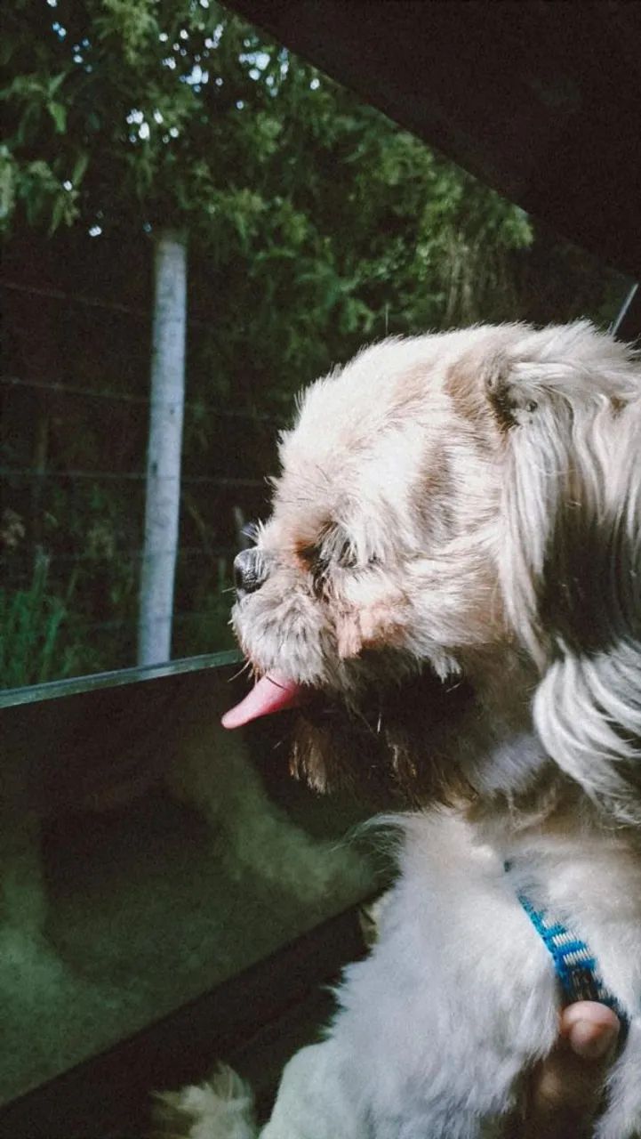 Cachorro  - Foto 3
