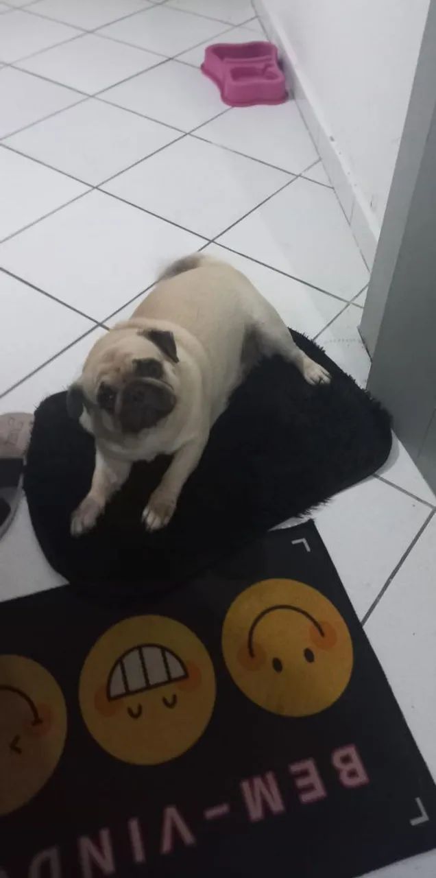 Filhote pug  - Foto 2