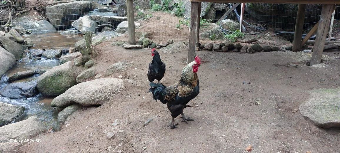 Galinhas caipira  - Foto 4