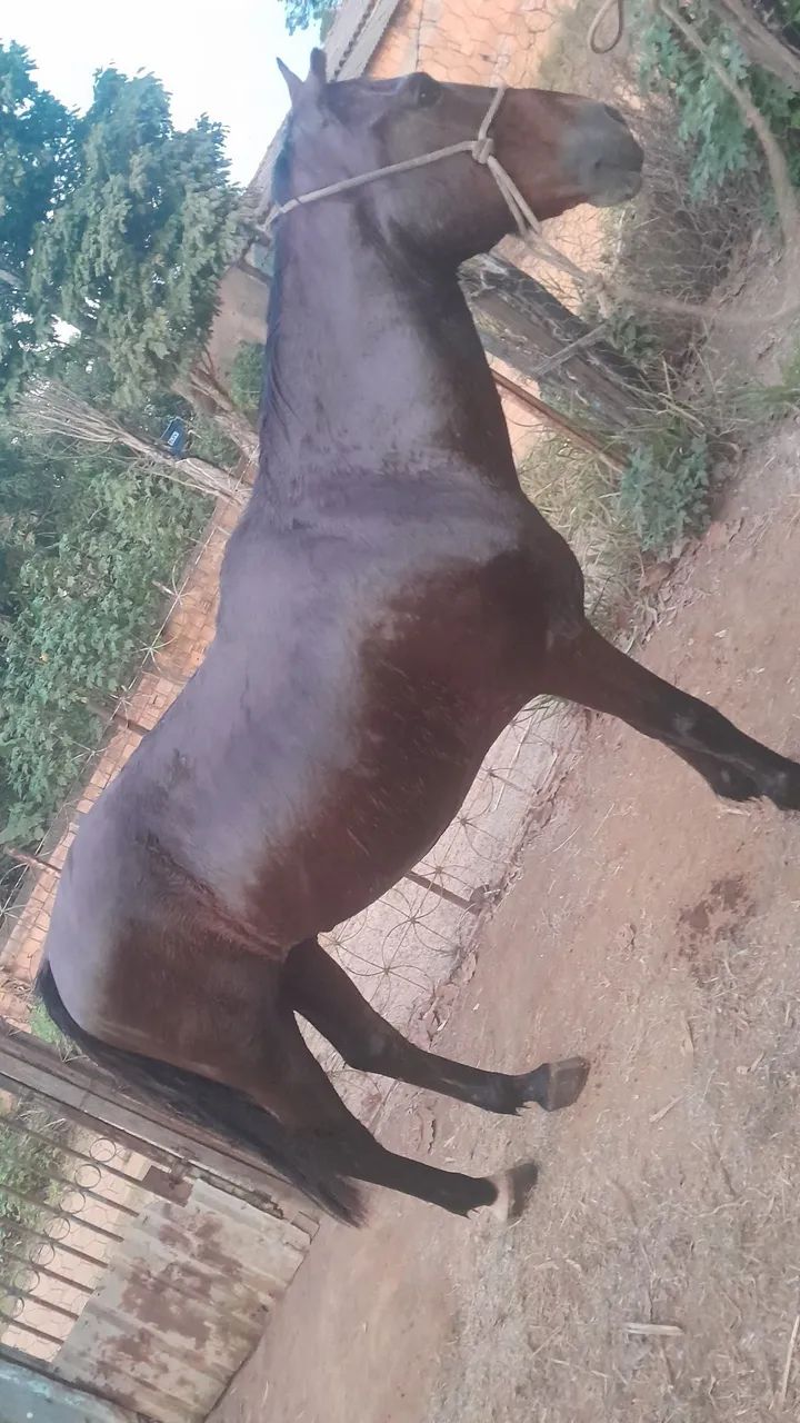 Cavalo - Foto 5