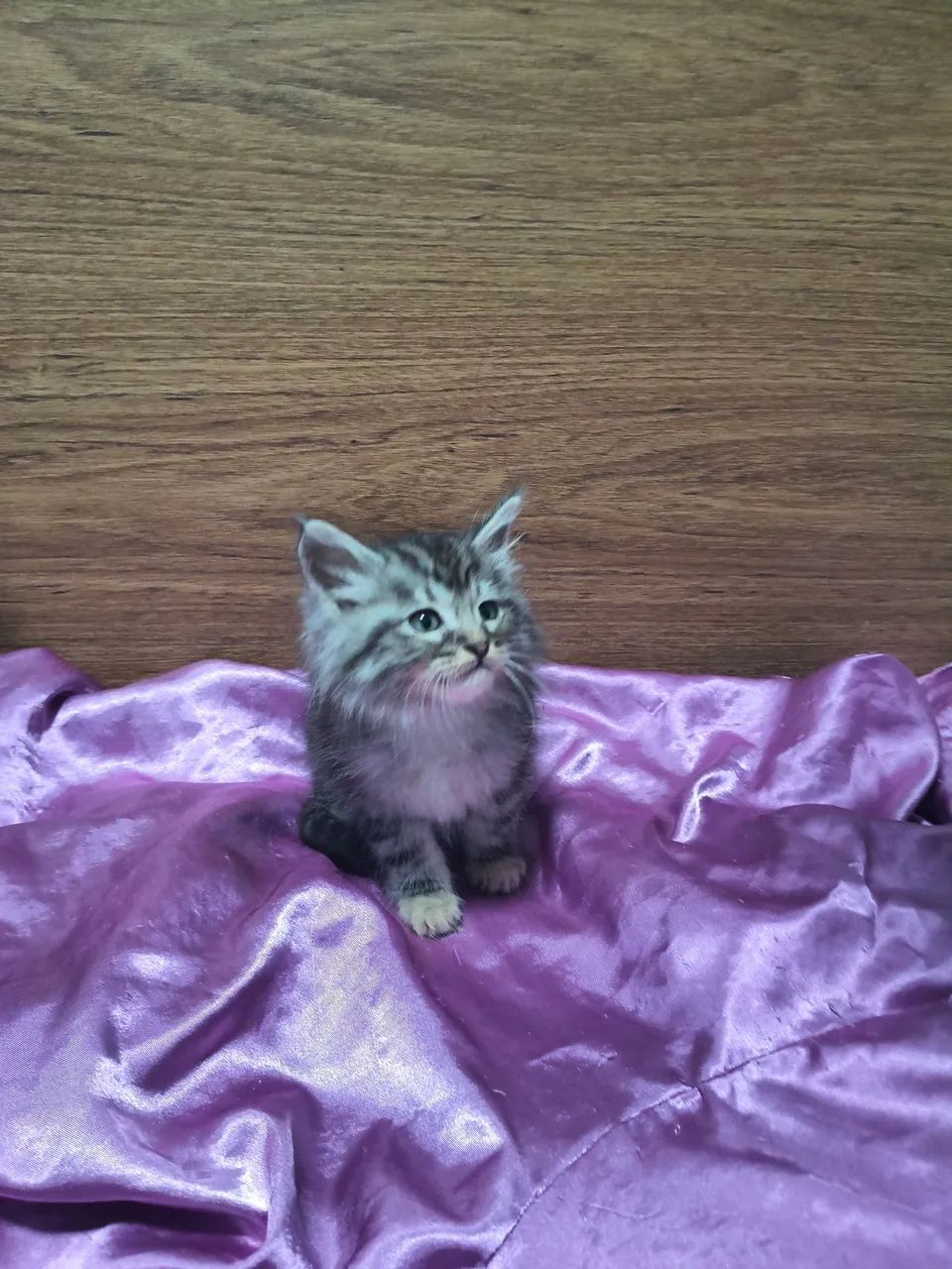 Filhote de Maine Coon Gato Gigante  - Foto 5
