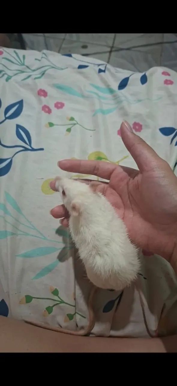  RATO Twister  - Foto 2