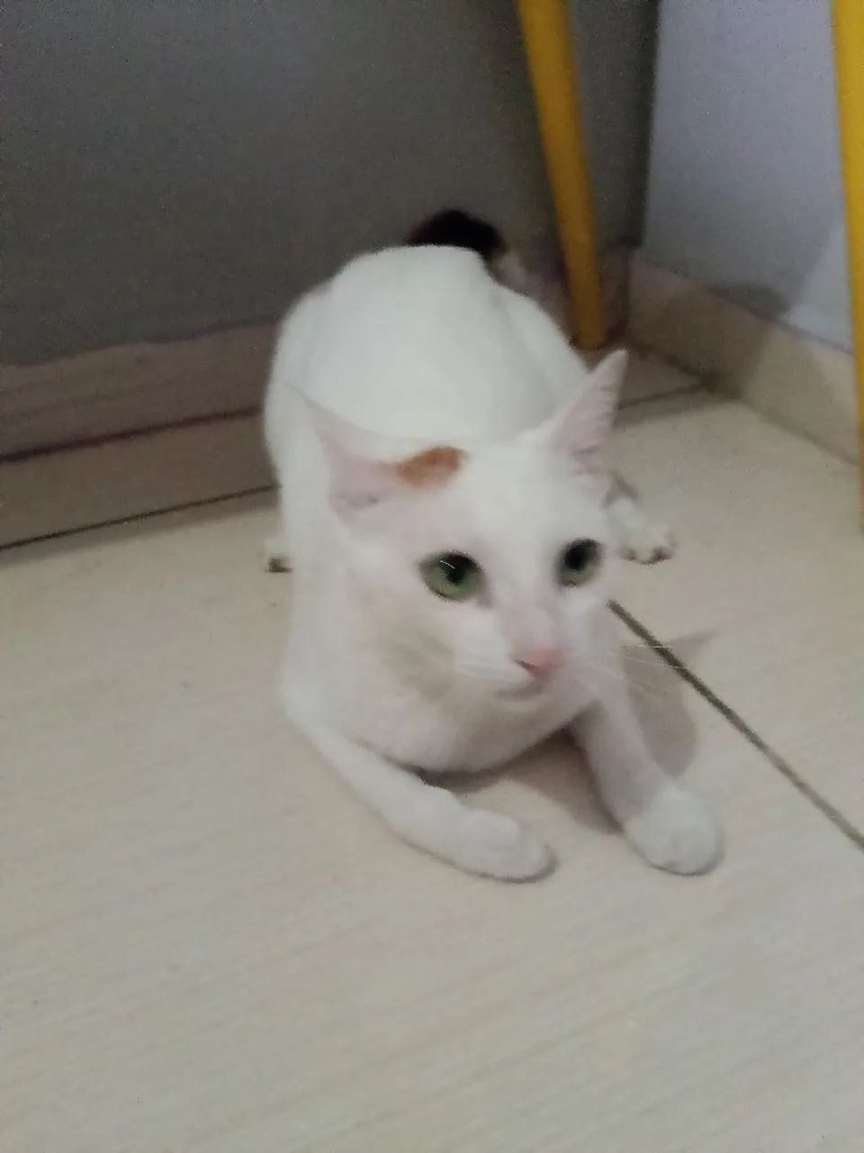 Gato para adoção  - Foto 2