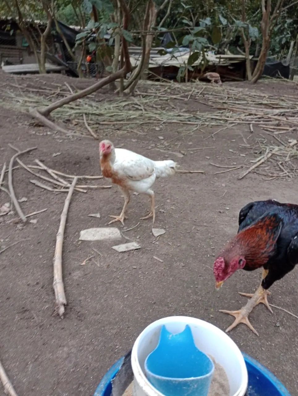 Frango e franga Indio - Foto 3