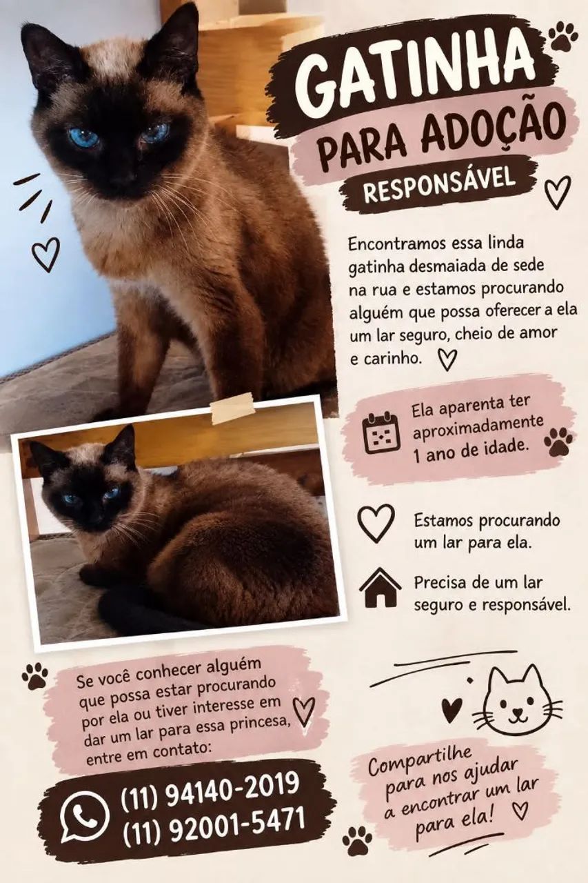 Gato para adoção