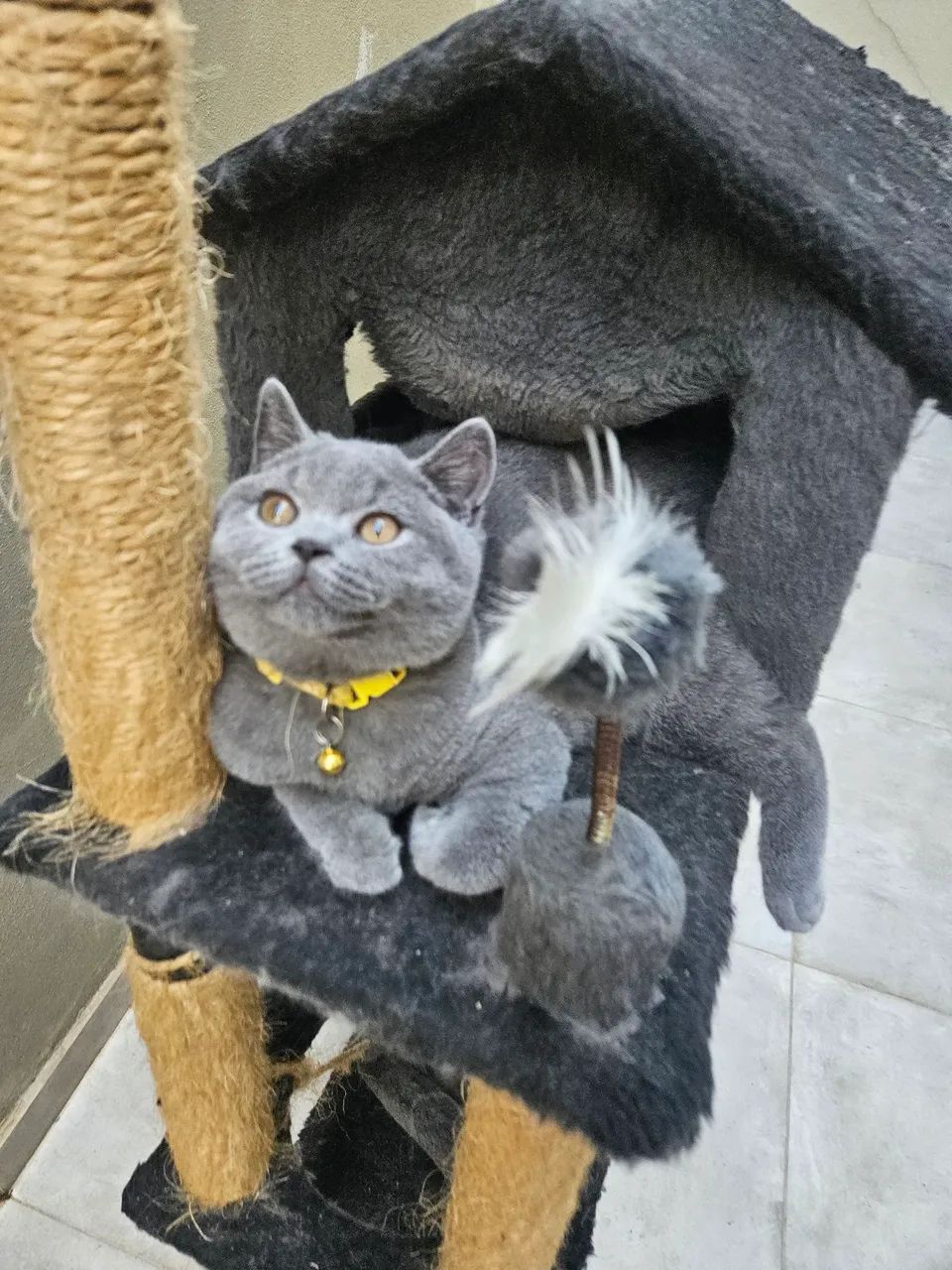 Filhote macho British shorthair (inglês pelo curto) - Foto 2