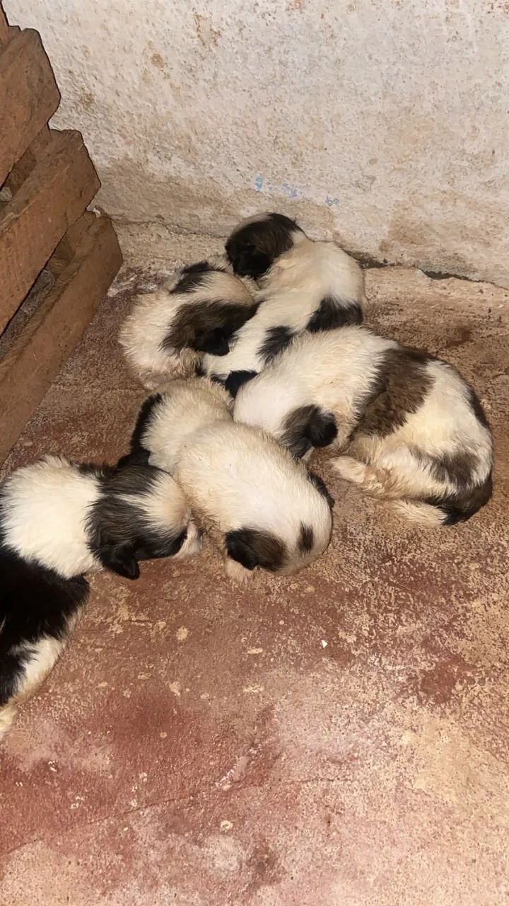 Vendo filhote de Shih Tzu - Foto 2