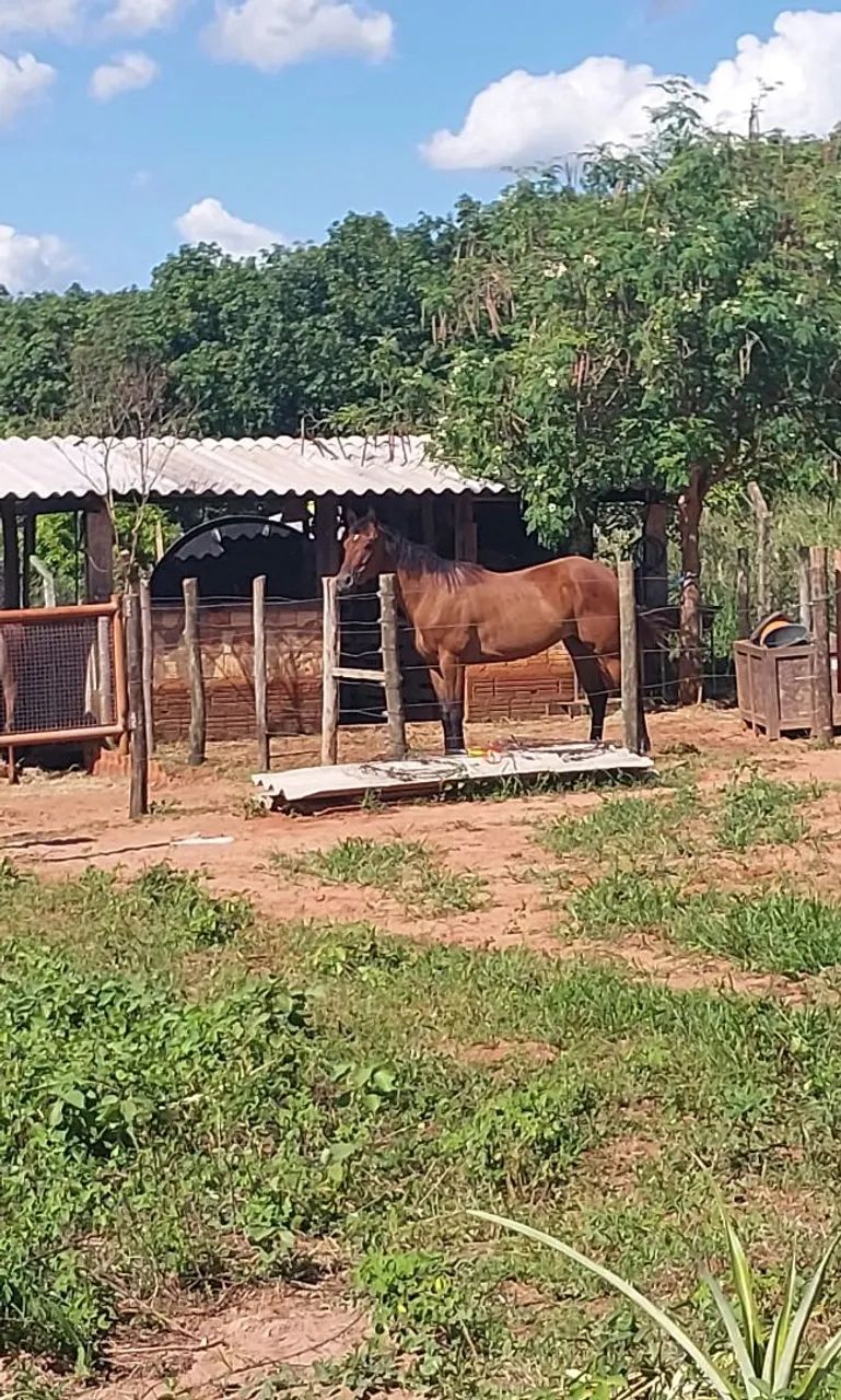 Égua Quarto de milha pura - 4 anos - Foto 2