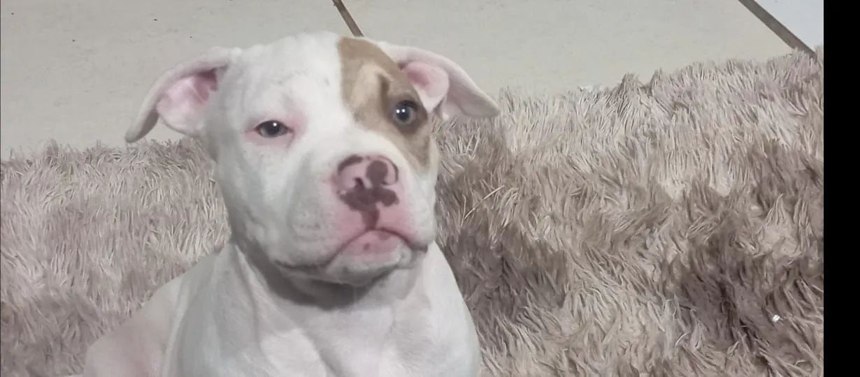 Filhote de PitBull 