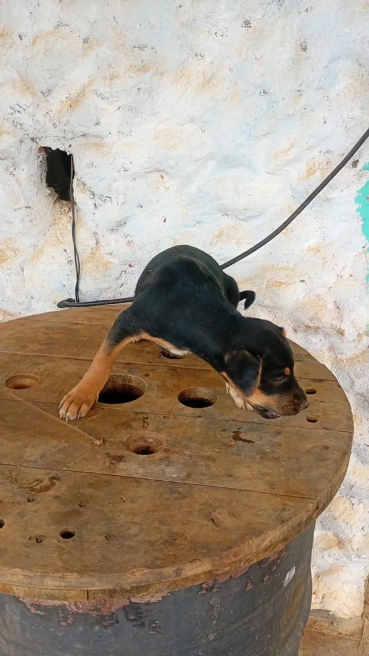 Doacao  - Foto 4