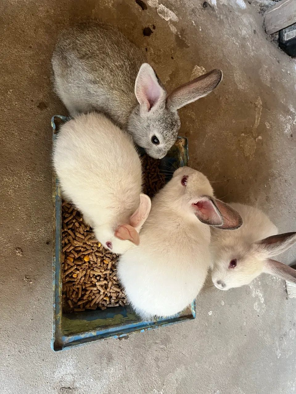 Coelhos Standard - Filhotes - Foto 4