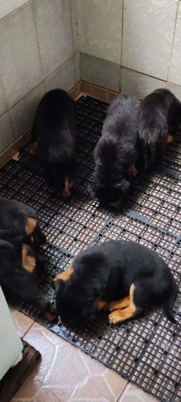 Rottweiler  - Foto 2