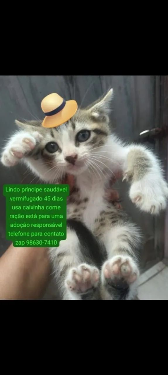 Lilido para adoção responsável  - Foto 3