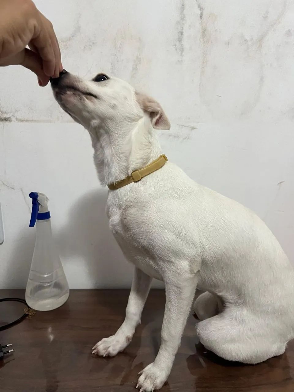 Adoção responsável  - Foto 4