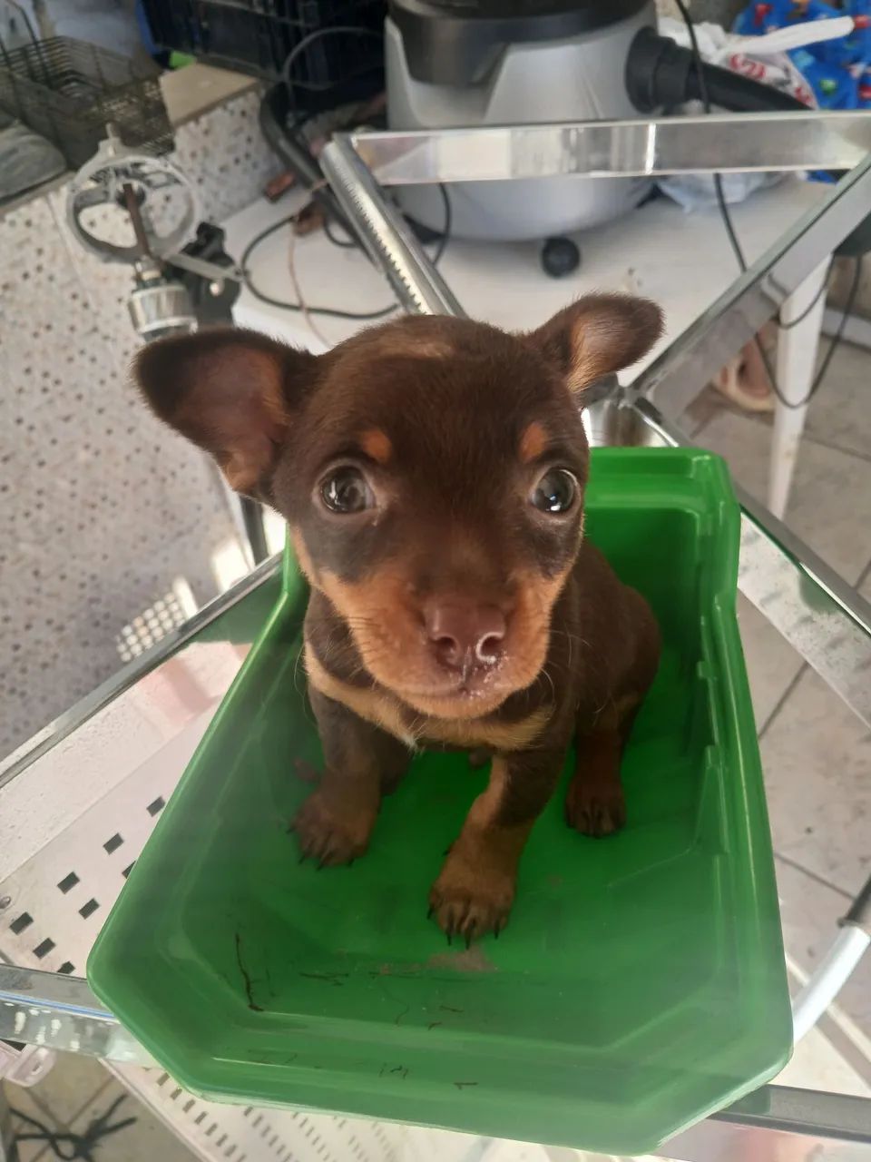 Vendo pinscher macho - Foto 4