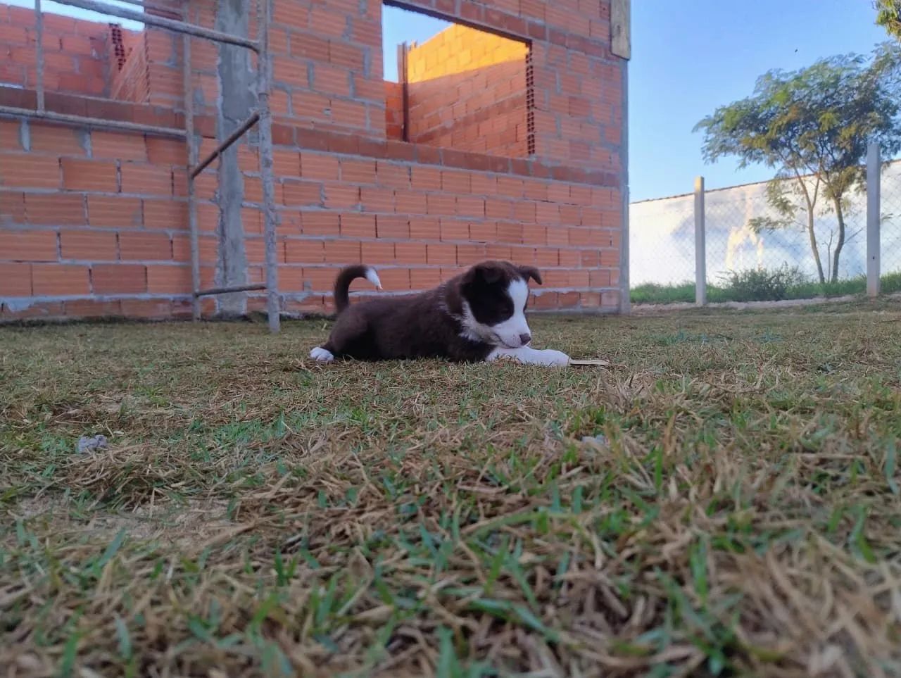 FILHOTES DE BORDER COLLIE  - Foto 3