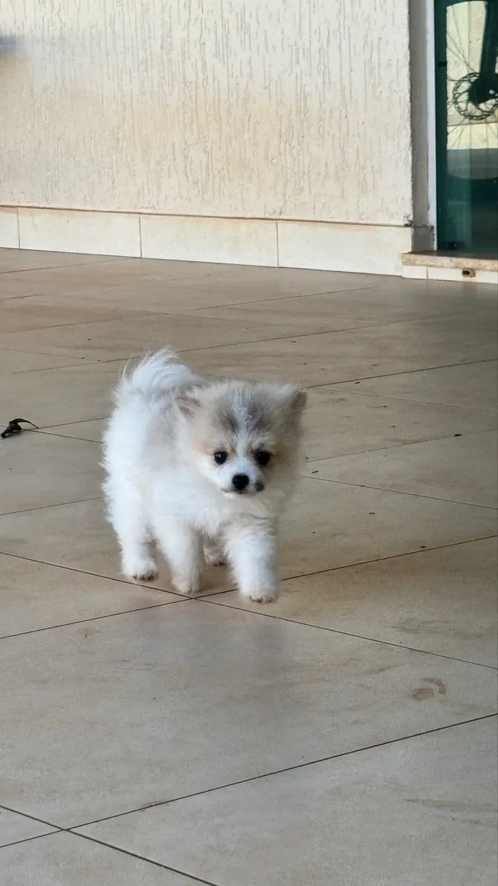 Spitz alemão  - Foto 5