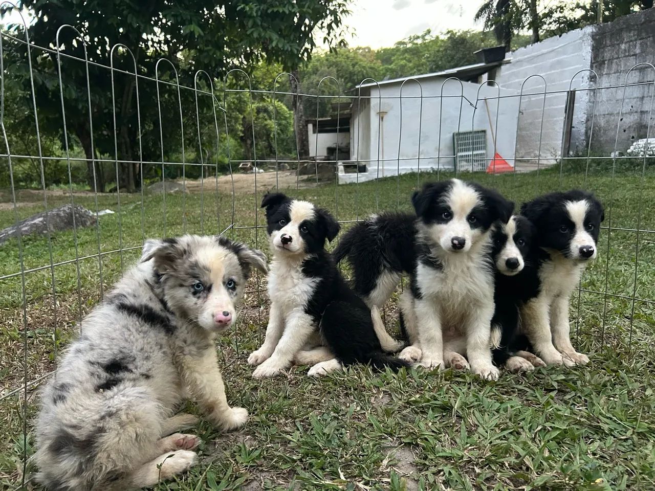 Border Collie Rott Filhotes de Border Collie - Cachorros - Aldeia dos Camarás, Camaragibe ...