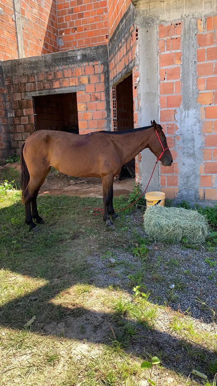 ÉGUA MANSA  - Foto 3
