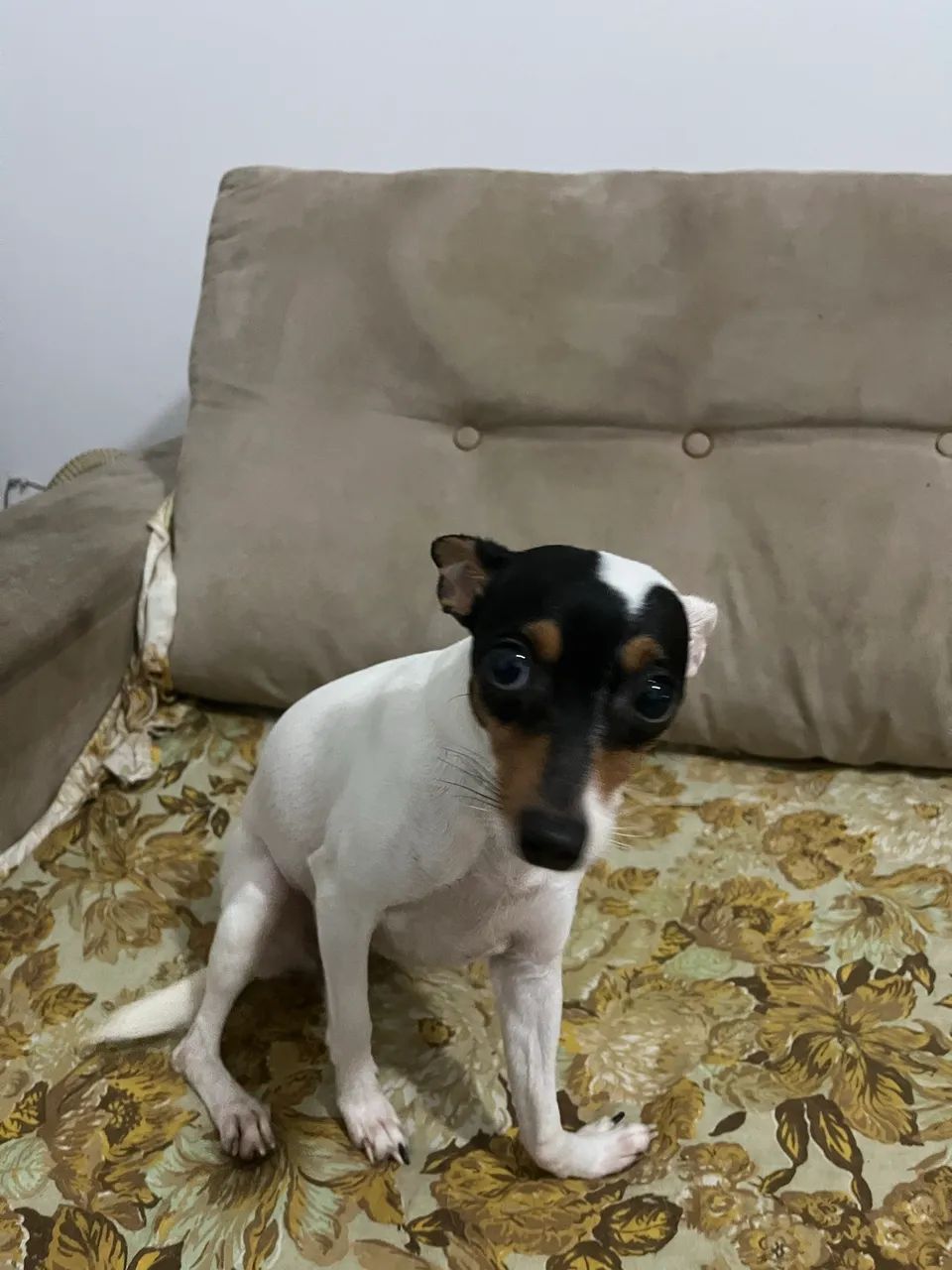 Pinscher fêmea (3 anos) - Foto 4