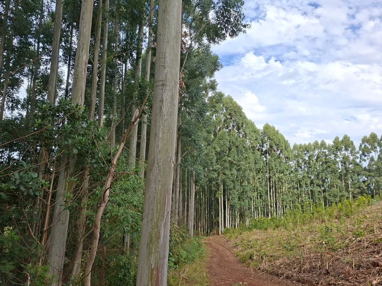 Imóvel rural - Foto 5