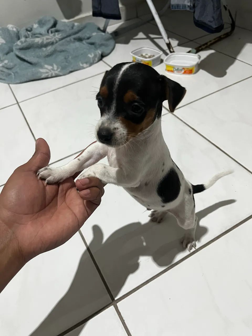 Fox paulista pedigree  - Foto 2
