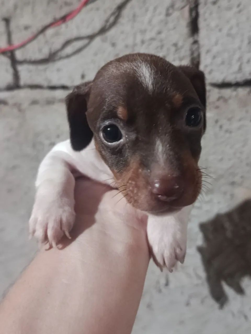 Pincher machinho