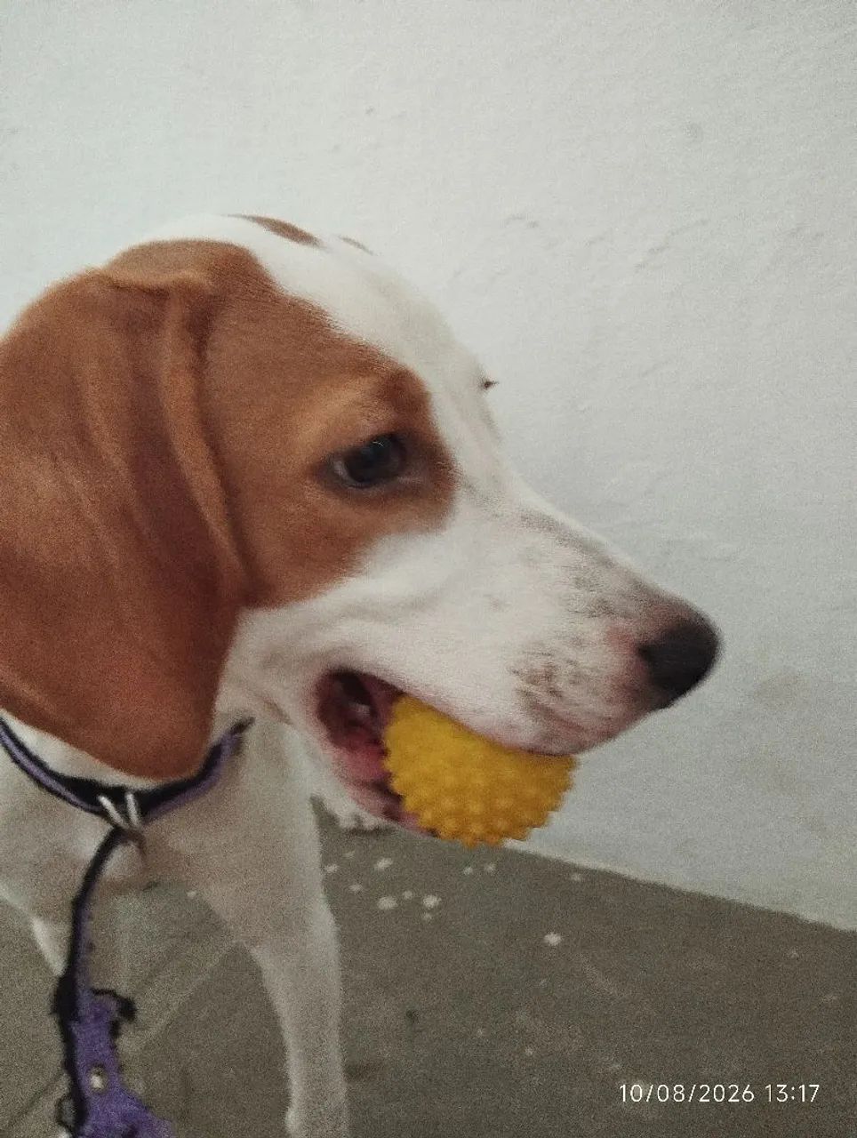 Beagle de 8 meses - Foto 4