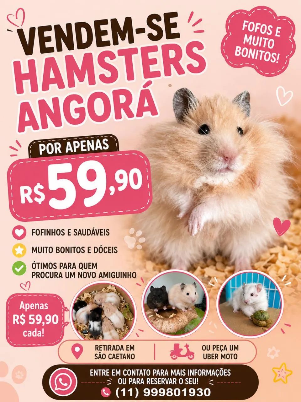 Hamster angora sírio lindos