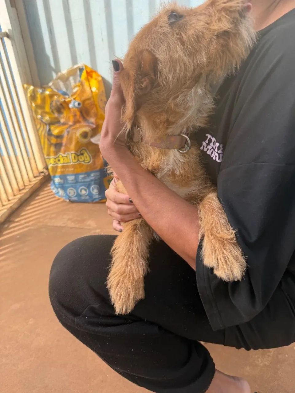 Cachorro - Foto 4
