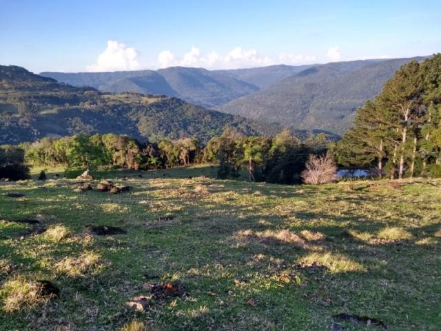 Sítio 12,0 hectares - samambaia - são francisco de paula - rs - Foto 14