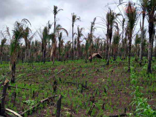 Área rural à venda, maranhão novo, são luís. - Foto 12